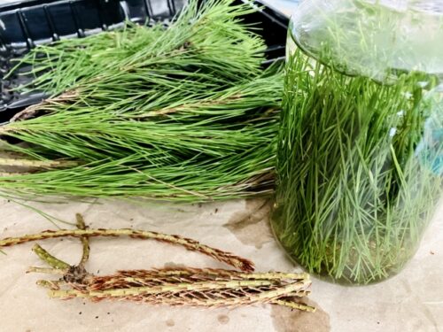 松葉の新芽アップ写真|松葉ジュースや松葉サイダーに使用