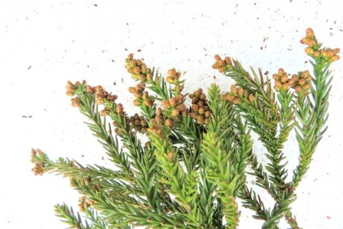 空気中を漂うスギ花粉のイメージ