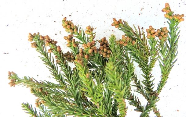 空気中を漂うスギ花粉のイメージ