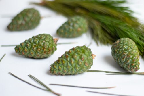 松葉茶と髪のハリを意識する50代女性のイメージ