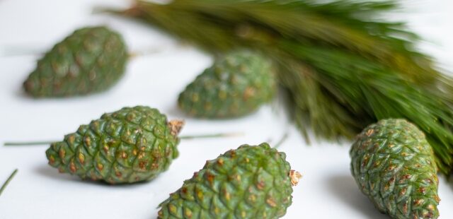 松葉茶を飲み始めた50代女性の健康習慮イメージ