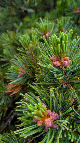体に良い松葉茶の原料になるハイマツの新芽の画像