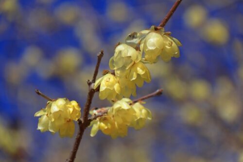 冬の青空の下で咲く蝋梅の花と癒やしのイメージ