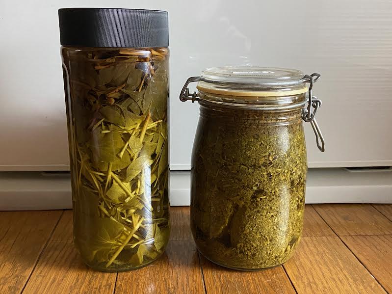 ドクダミ酒と搾りかすを仕込んだ二つの保存瓶の写真。自家製薬草酒と民間療法イメージ