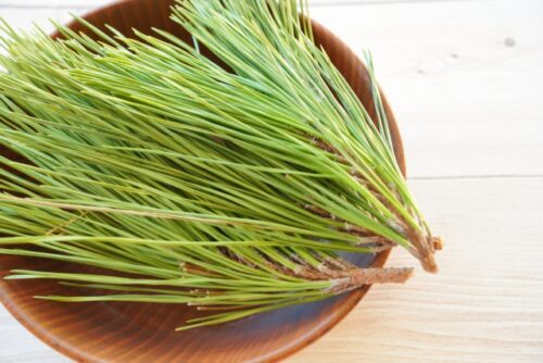 松葉茶 やめたらどうなる 松の葉 自然 健康習慣 変化 イメージ pine needle tea